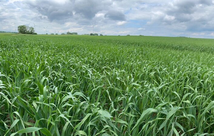 Hafer auf dem Feld