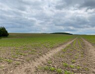 Zuckerrüben auf dem Feld