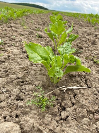 Zuckerrüben auf dem Feld mit Unkraut