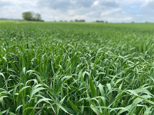 Hafer auf dem Feld